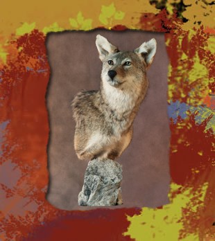 coyote shoulder mount