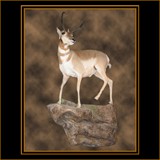 Antelope on Rock