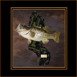 Bass on Old Wood