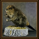 Beaver On Stump
