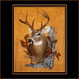 Deer On Driftwood