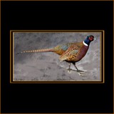 Pheasant Standing 1