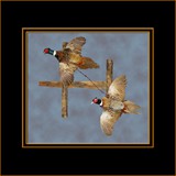 Pheasants Flying