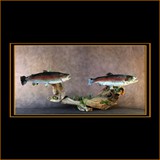 Trout On Driftwood