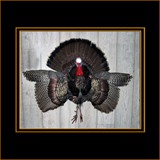 Turkey Shoulder Mount With Wings