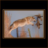 Wolf Jumping After Pheasants